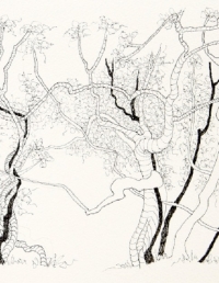 Vines & Trees NT2014