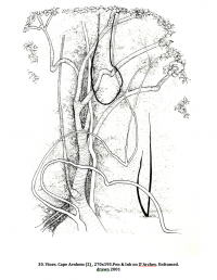 Vines. Cape Arnhem (2) 270x195