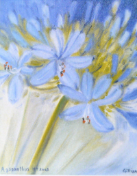 Agapanthus 2002