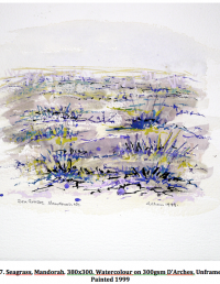 Seagrass, Mandorah, 380x300